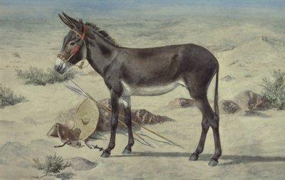 Estudios de Animales (S.Ex.3-1885) de Stephen Briggs Carlil